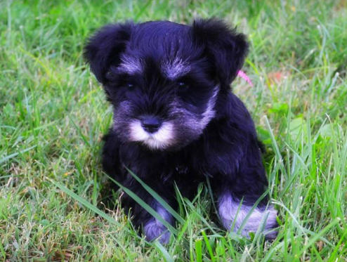 miniature schnauzer rescue puppies for sale